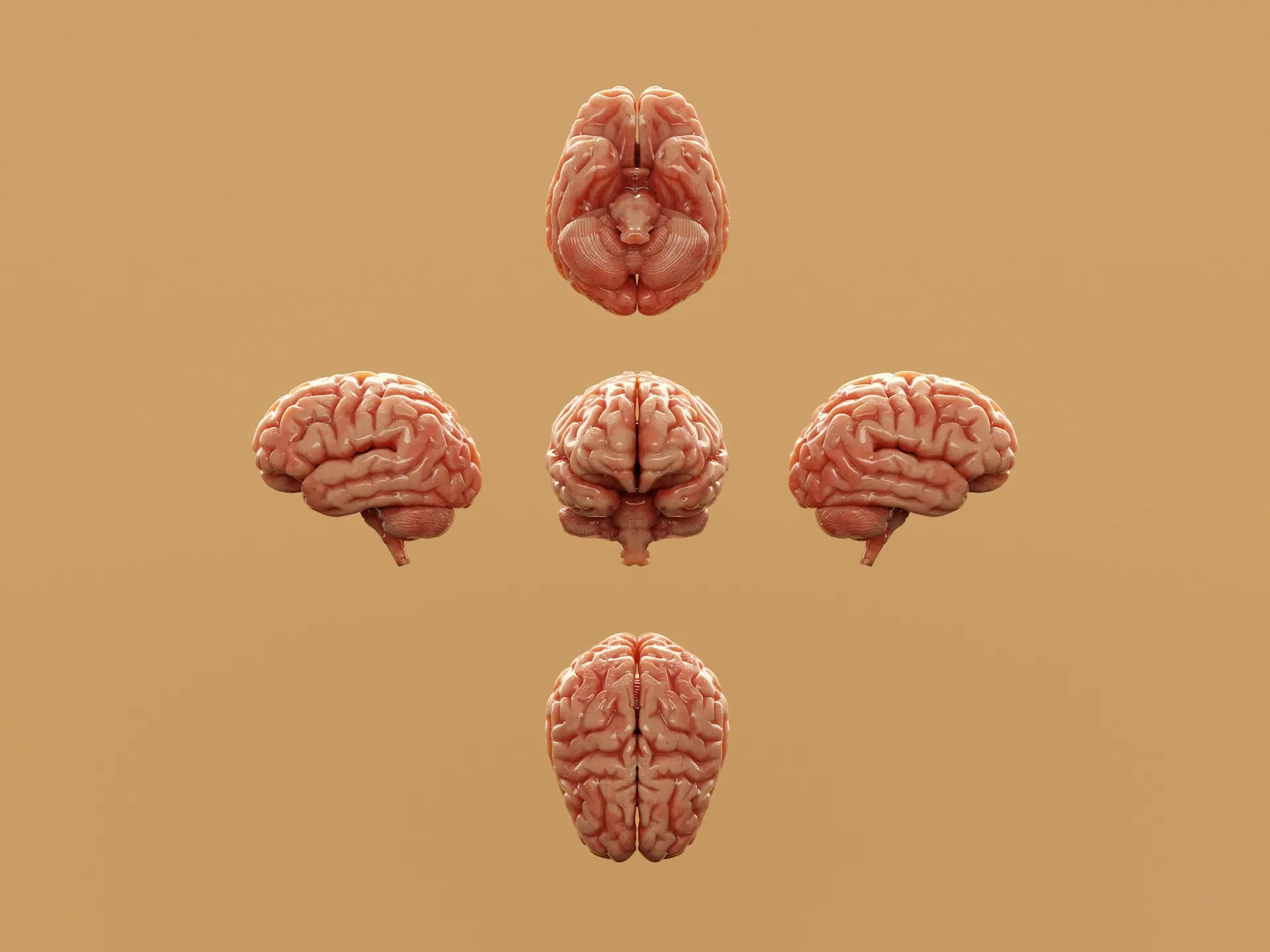 Various perspectives of a human brain are displayed.