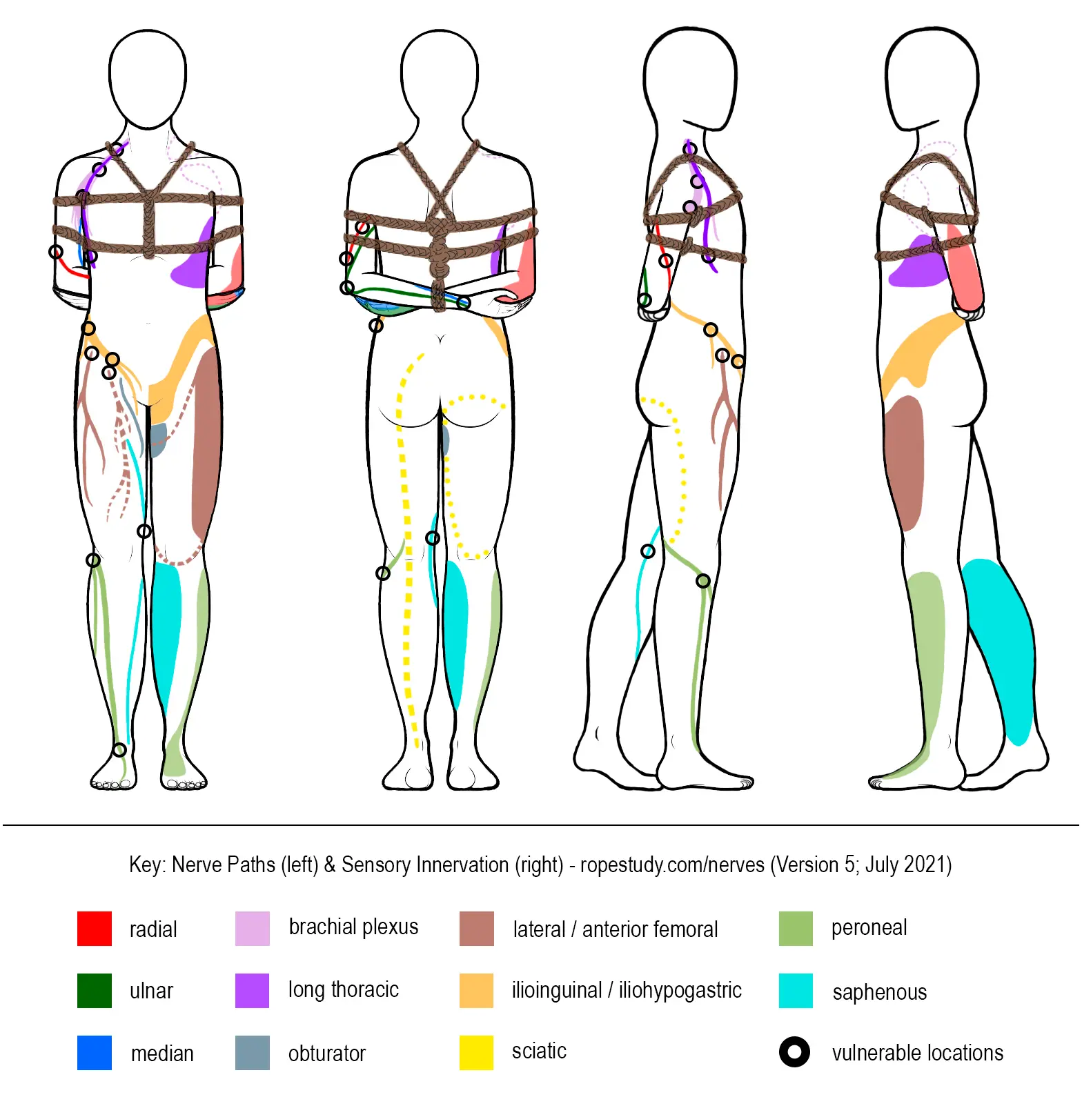 vị trí cơ thể dễ bị tổn thương trong Shibari
